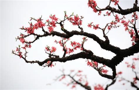 偏桃花意思|偏桃花是什么意思 命带偏桃花的人的性格